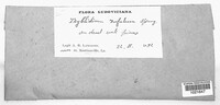 Rhytidhysteron rufulum image